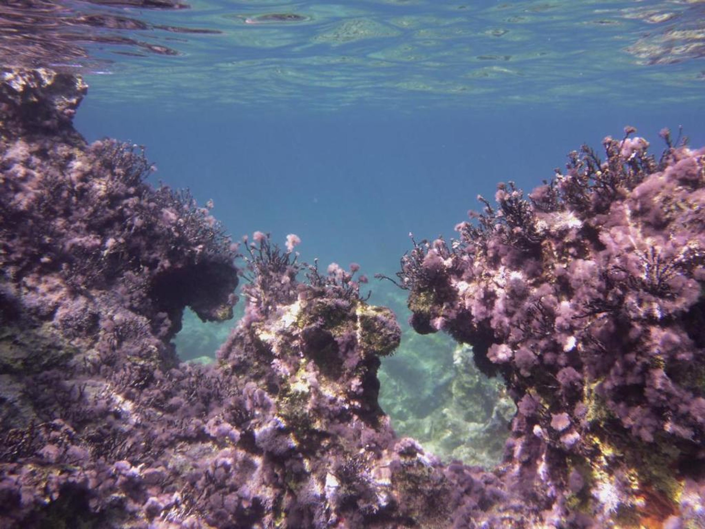 An underwater view of coral formations.
