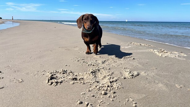 A beach with a dog standing on the sand. - Vacation apartment with balcony  (Gustow)