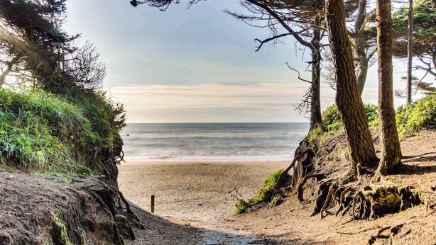 Ein Strandweg, der zum Meer führt, umgeben von Bäumen und Pflanzen.