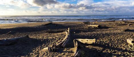 Een strand met drijfhout en een heldere lucht.