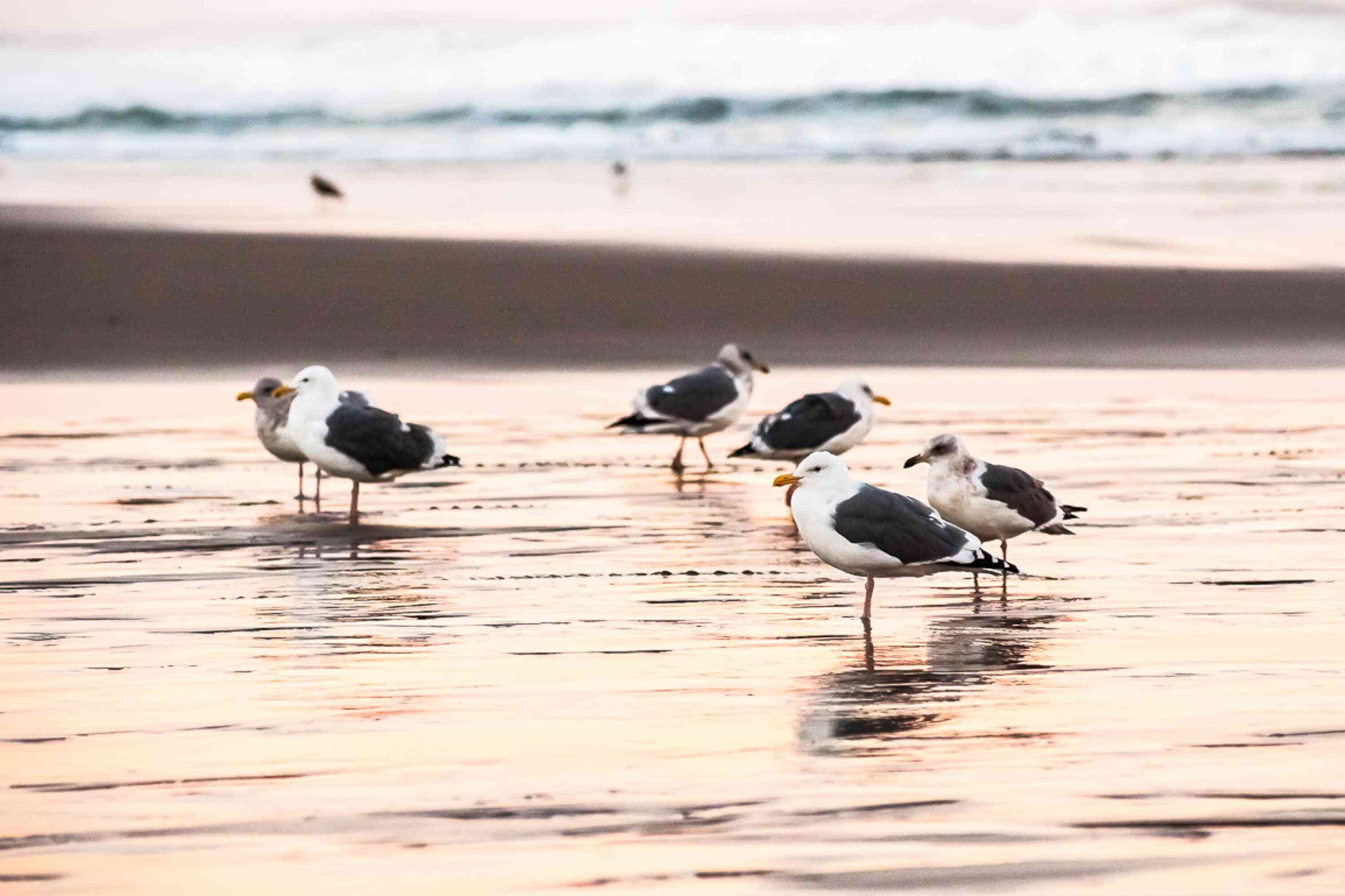 Seagulls on a beach with waves in the background.