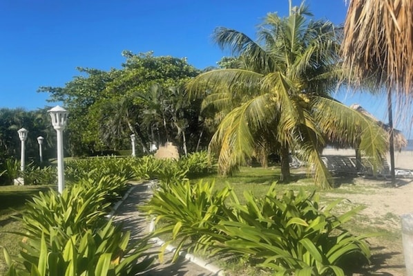 A pathway lined with lush green plants and palm trees, leading to a beach area with lounge chairs.