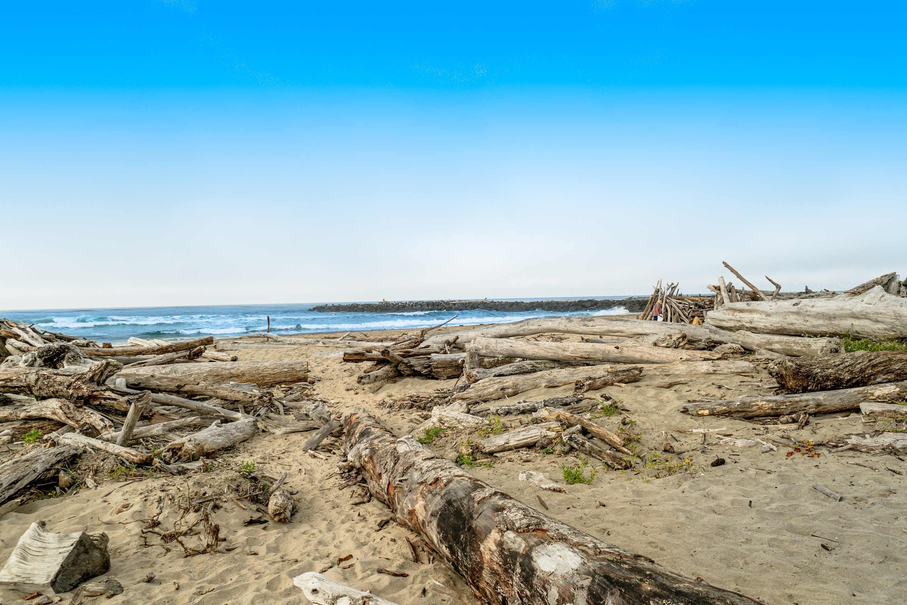 Une plage avec du bois flotté et du sable.