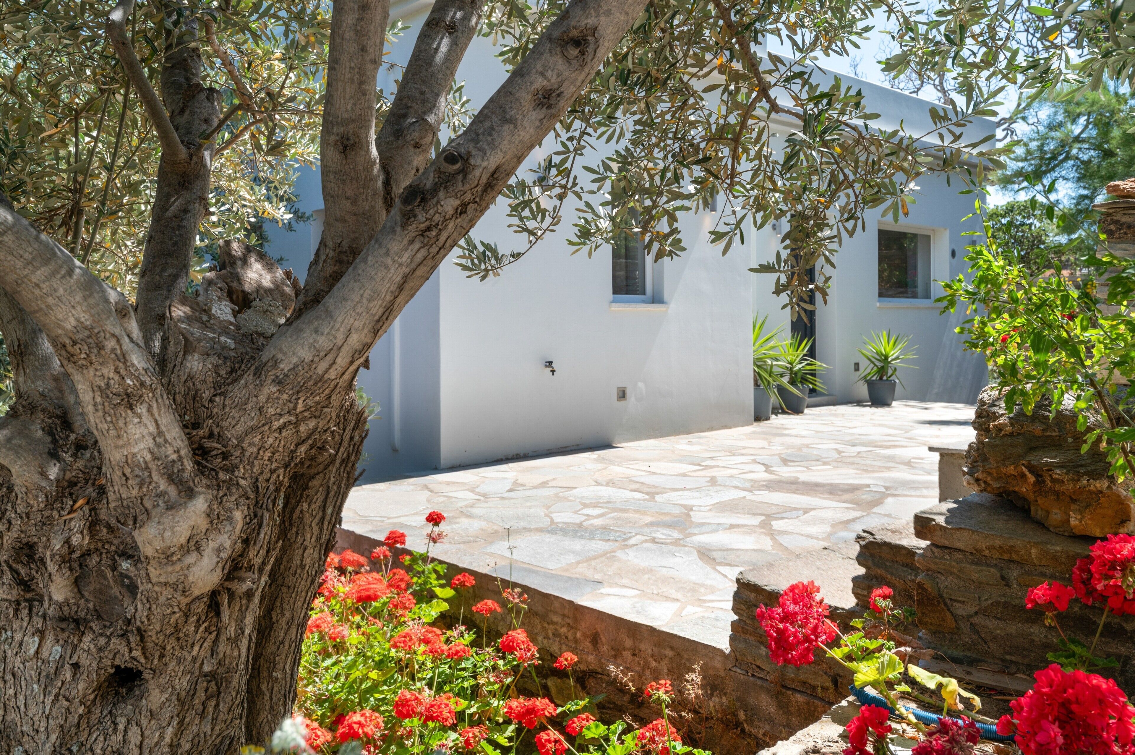 A courtyard with a tree, potted plants, and red flowers.