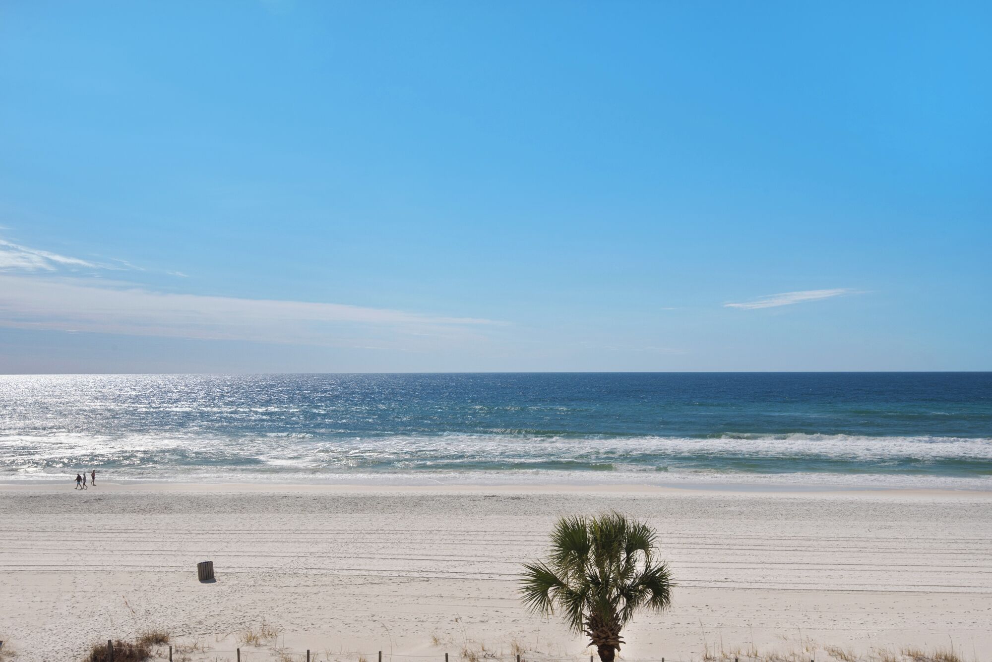 A beach with a palm tree, sandy shore, and ocean waves.