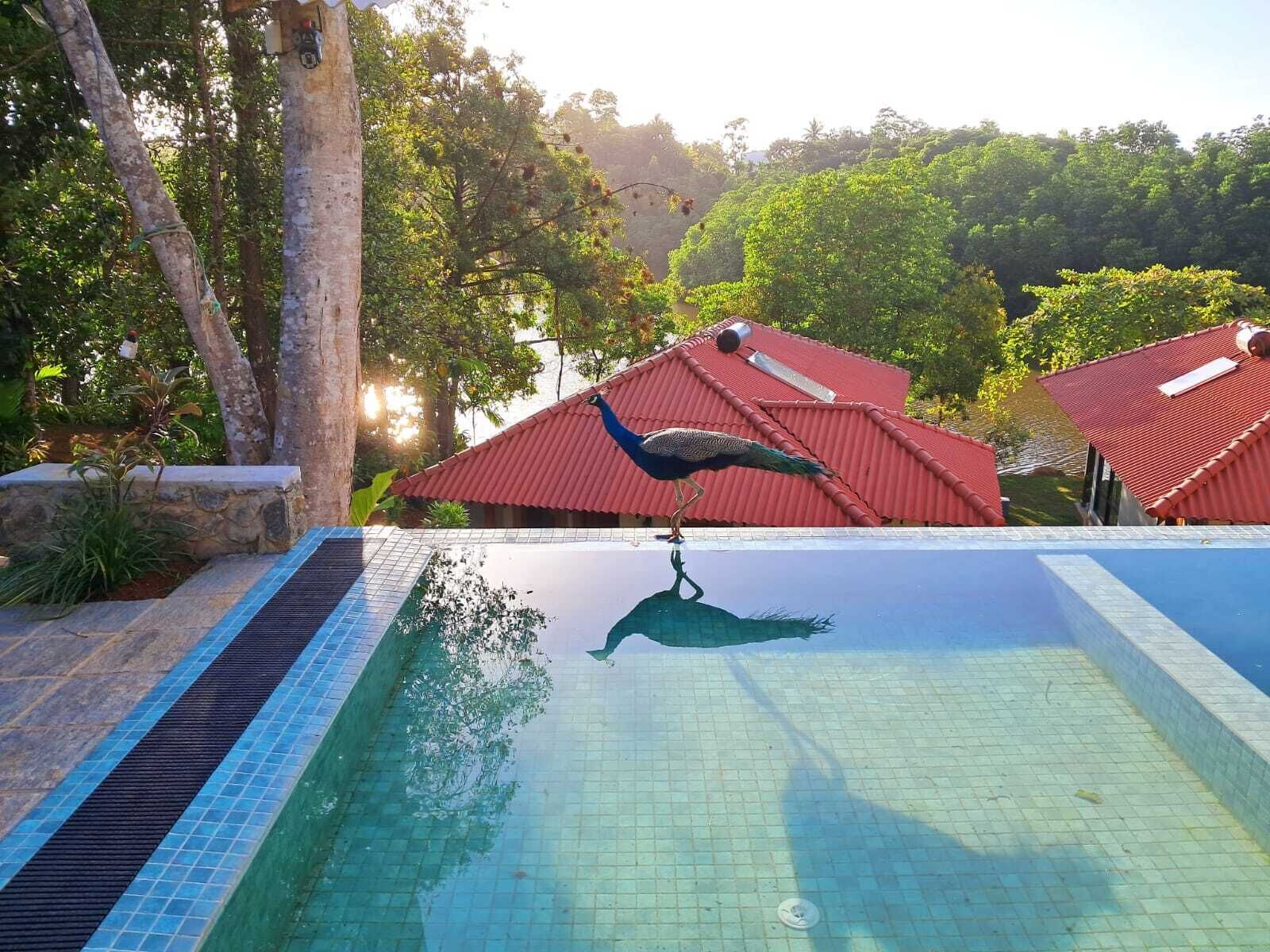 A pool with a peacock on the edge, surrounded by trees and buildings with red roofs.
