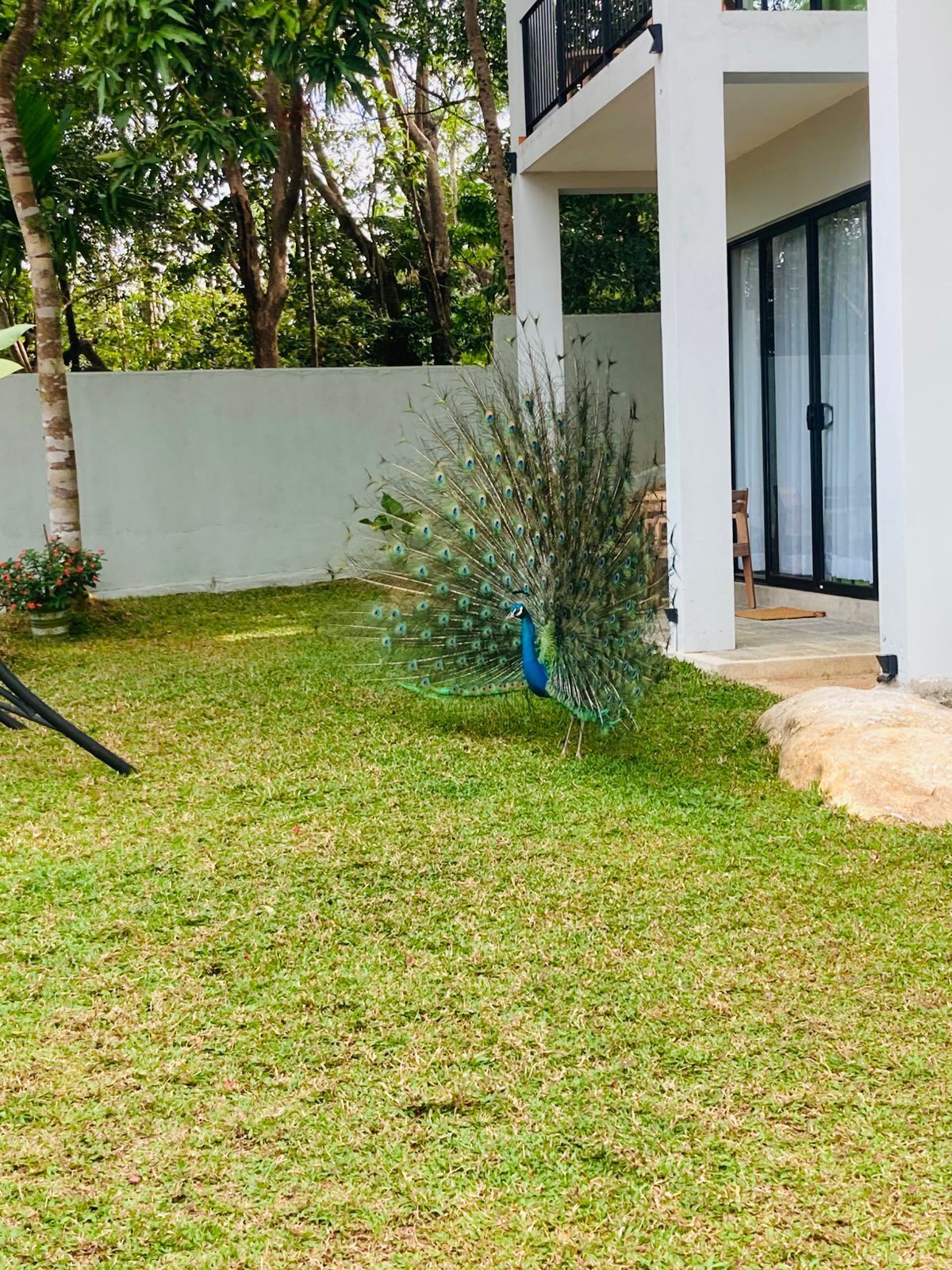 A peacock in a grassy area with a white building in the background.