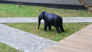 A black elephant on a grassy area with a concrete path and a tree in the background. - DADY`S Place `63`- Sunset Villa - 1 Floor - Beach in 2 Min (Hikkaduwa)