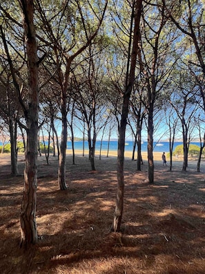 Ein bewaldetes Gebiet mit Bäumen und Blick auf das Meer.