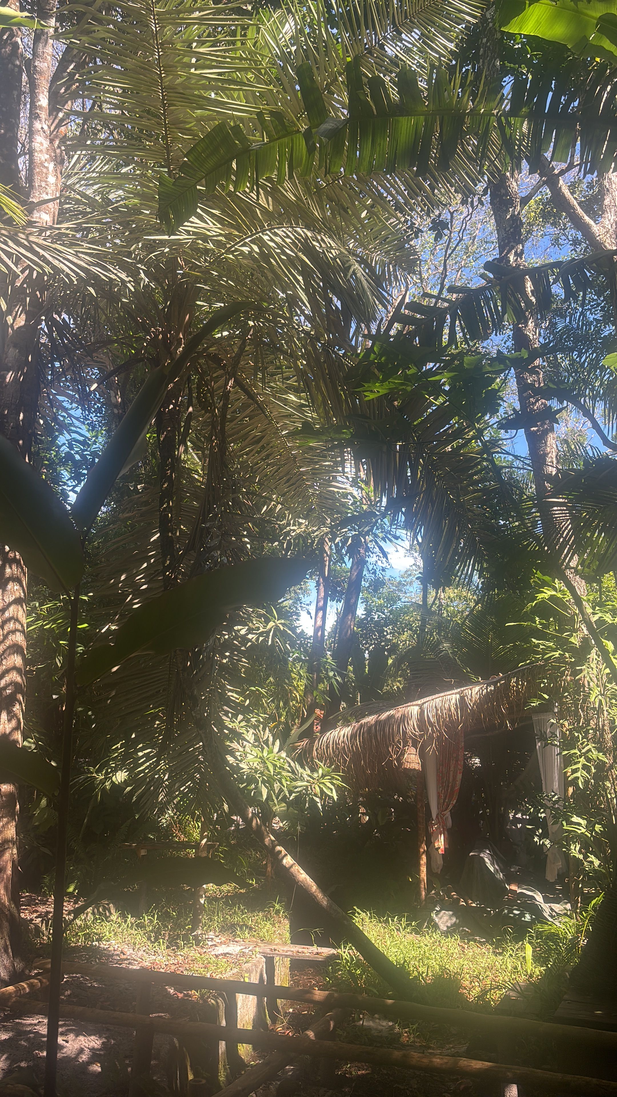 A dense tropical forest with a thatched-roof structure partially obscured by foliage.