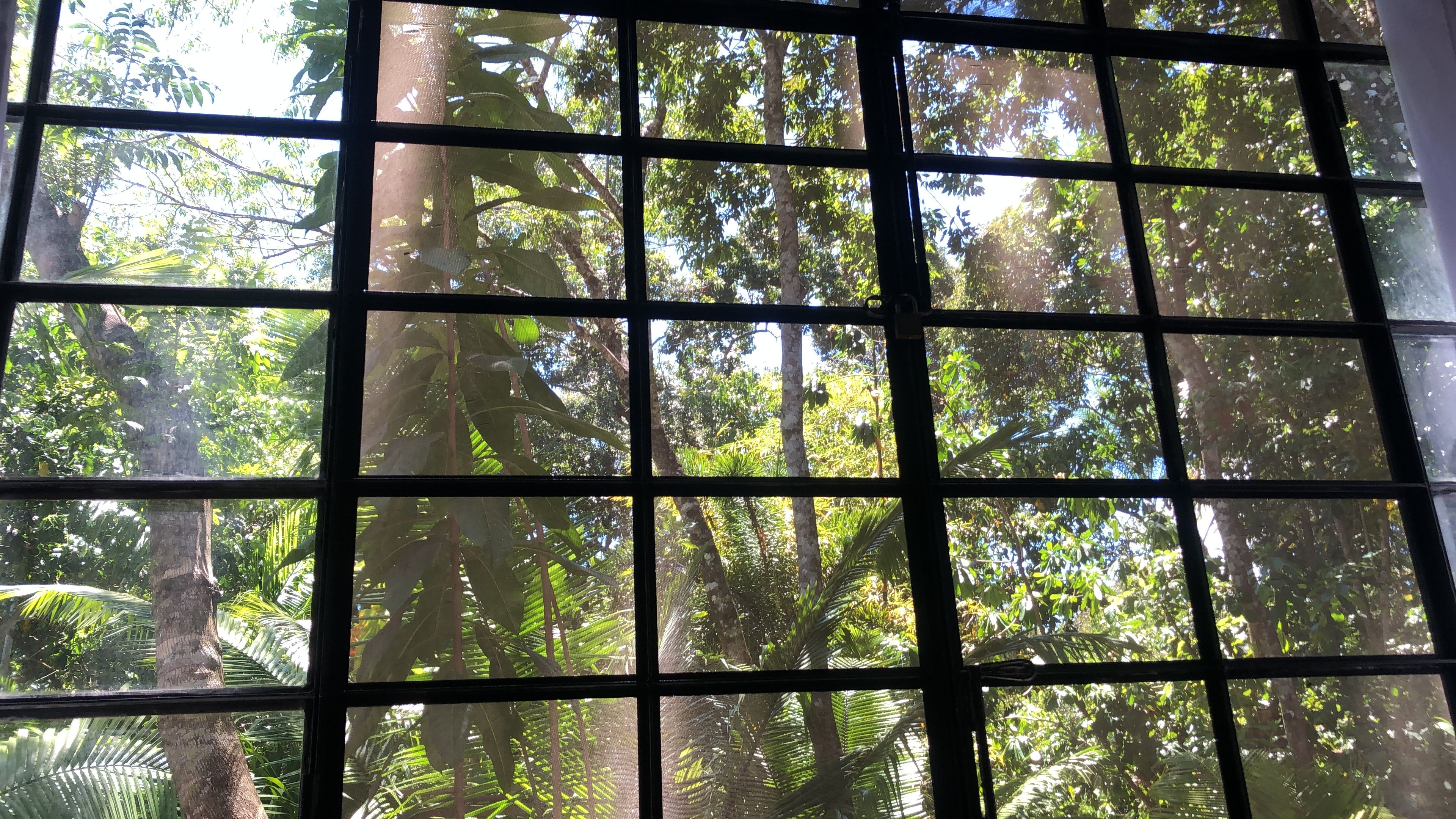 A window with a grid pattern, through which dense foliage and trees are visible.