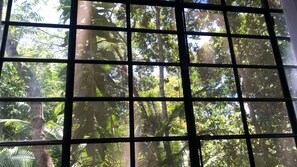 A window with a grid pattern, through which dense foliage and trees are visible.