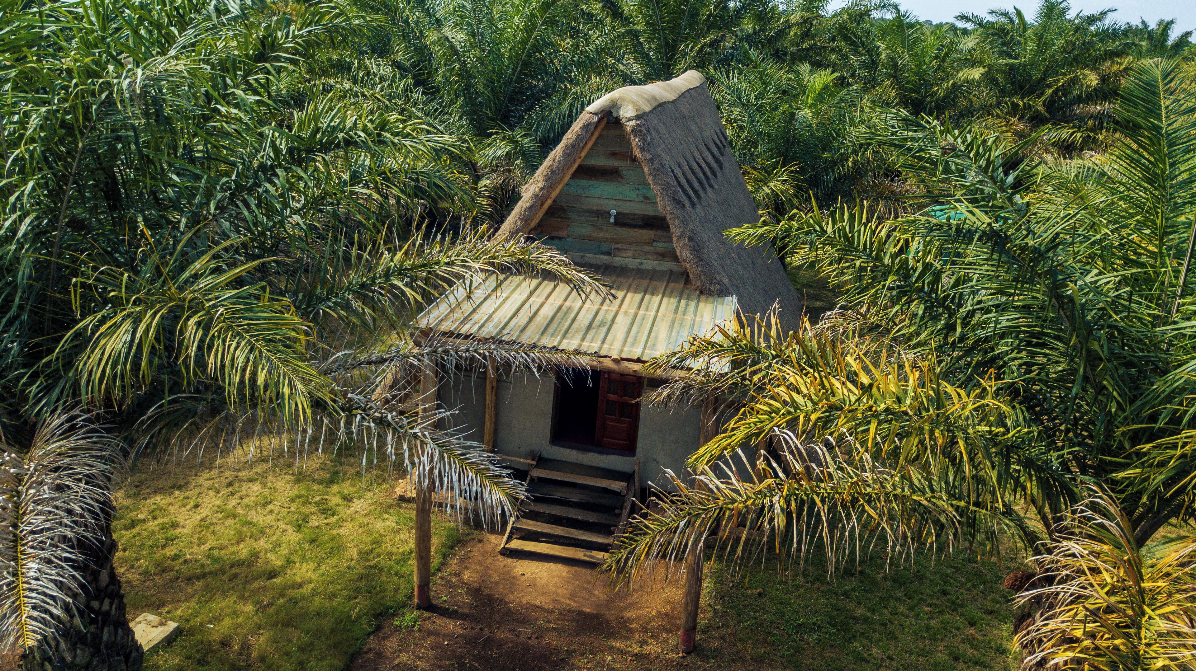 Una cabaña pequeña y rústica rodeada de frondosa vegetación tropical.