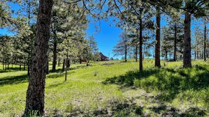A forested area with tall pine trees and a distant building. - Panoramic Views! 'The Cozy Fox Cabin' in Livermore (Livermore)