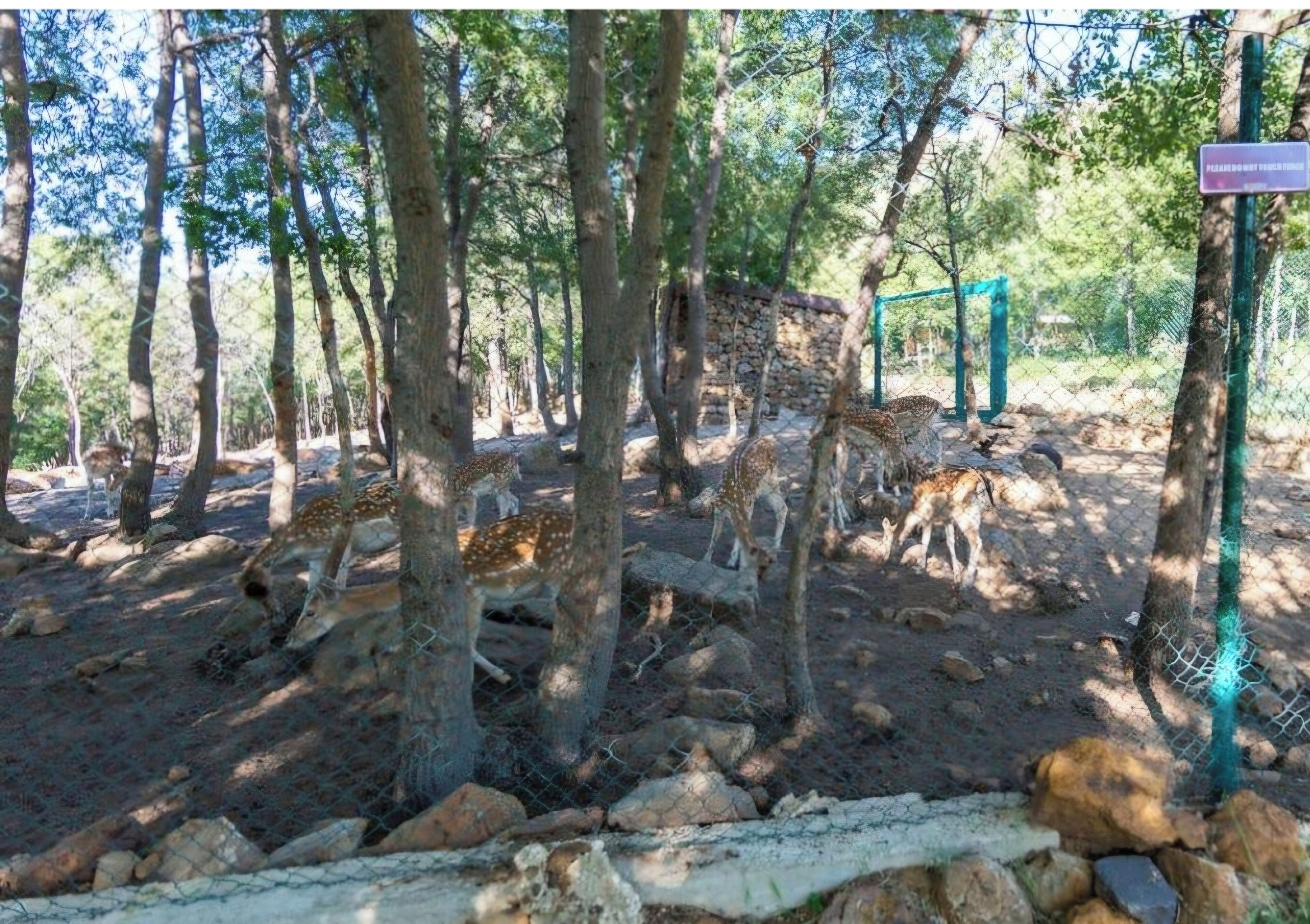A zoo enclosure with deer, trees, rocks, and a fence.