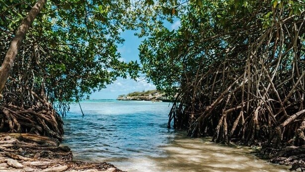 En stig som leder genom ett mangroveskog och slutligen ut till ett kristallklart blått hav, omgiven av tät vegetation.