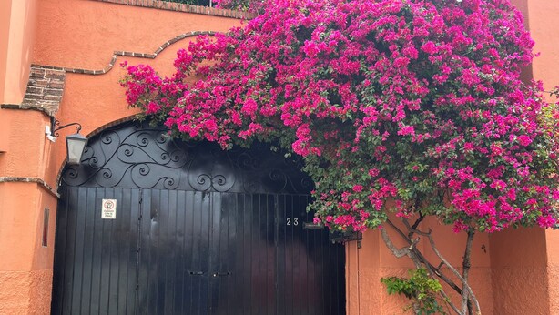 A black gate with a sign, a tree with pink flowers, and steps leading up to a building. - Casita Escondida - charming new studio casita for 1 in central Ajijic (Ajijic)