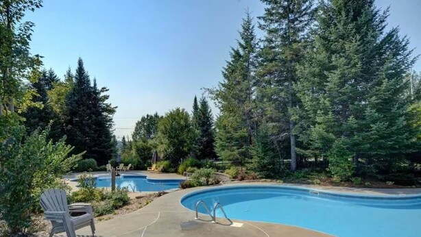 Una piscina con solárium de hormigón, rodeada de altos árboles de hoja perenne.
