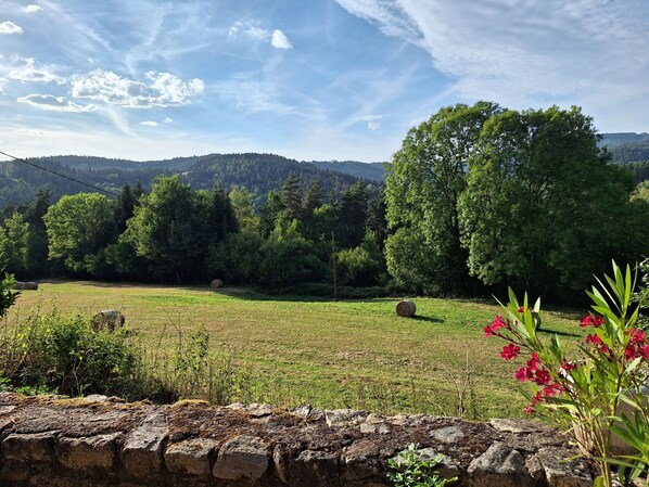 A rural landscape with a stone wall in the foreground, a grassy field, and trees in the background.