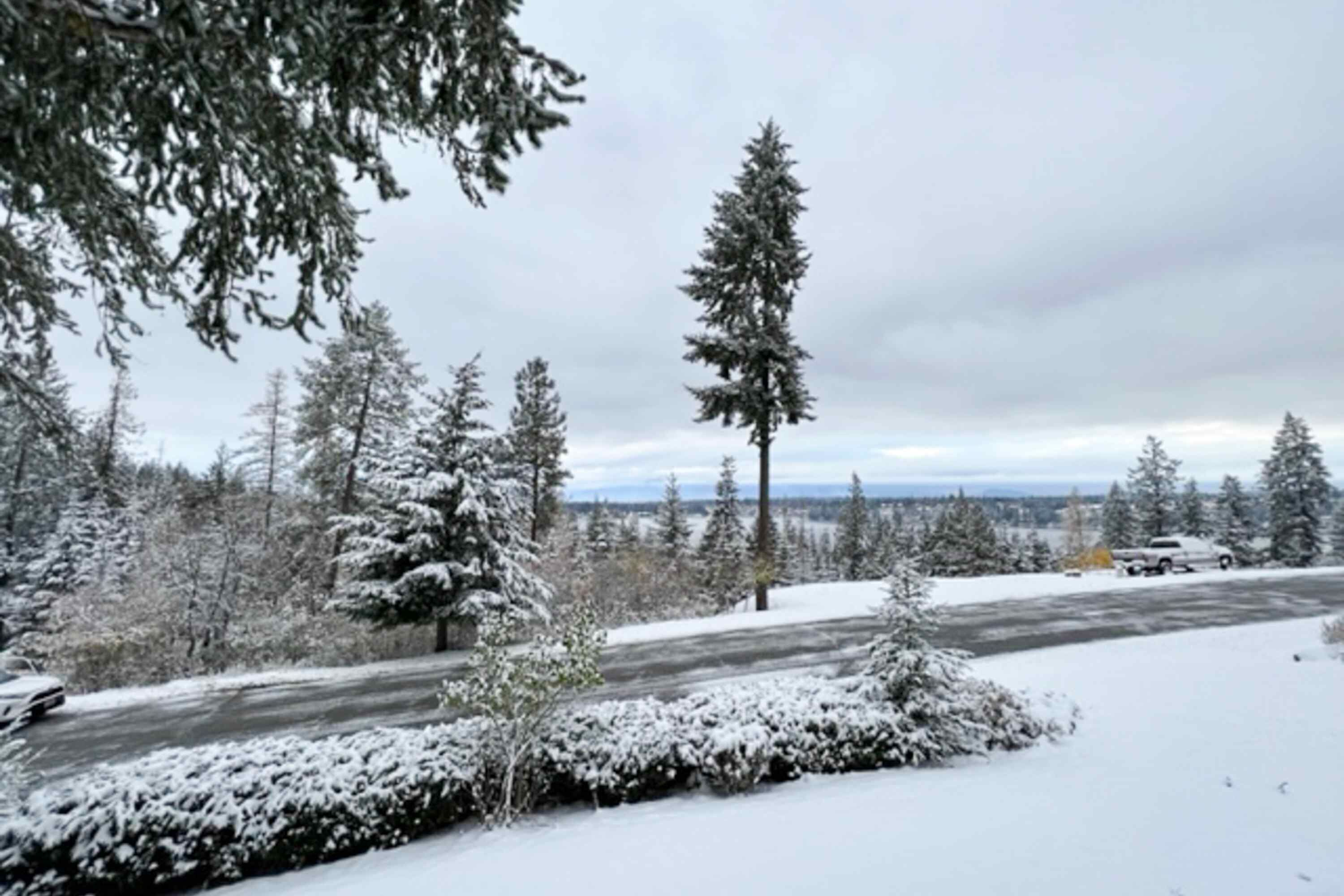 A snowy landscape with evergreen trees and a road.