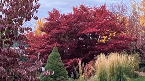 Un jardin où l’on trouve une variété d’arbres, notamment un érable rouge bien visible et un conifère.