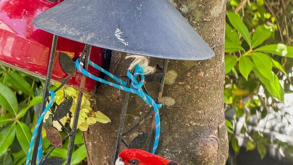 Une mangeoire à oiseaux fixée à un arbre, sur laquelle est perché un oiseau rouge.