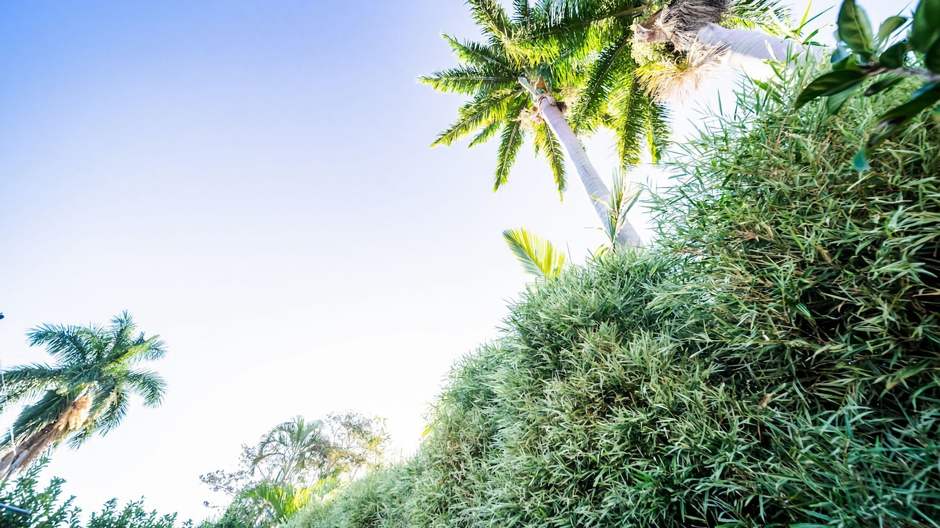 Un paysage verdoyant et luxuriant, parsemé de diverses plantes tropicales et agrémenté d’un palmier.