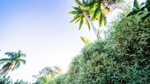 A lush green landscape with a variety of tropical plants and a palm tree.