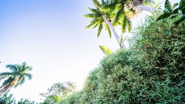 A lush green landscape with a variety of tropical plants and a palm tree.