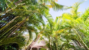 A lush tropical garden with dense foliage and a white building structure. - Palm Grove Cottage and Private Studio (South Townsville)