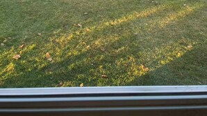 A view of a backyard with a small shed, two tall trees, and a lawn. - Lake View 2BR - 2-Min Walk to Sandy Beach - Sleeps 4-6 - Boyne City (Boyne City)