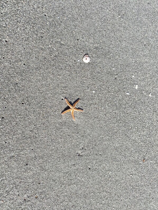 A starfish on a textured pavement surface.