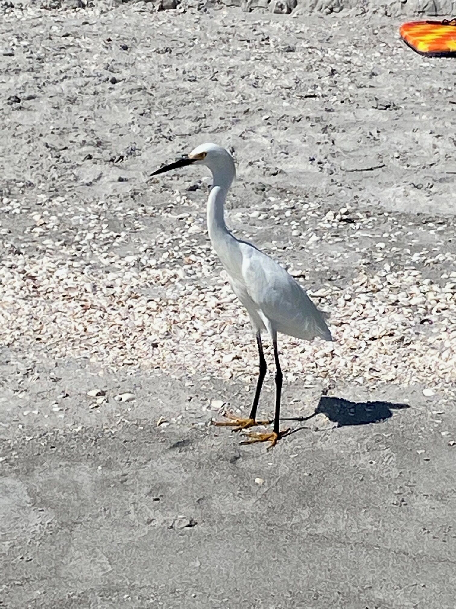 A white bird standing on a sandy surface.