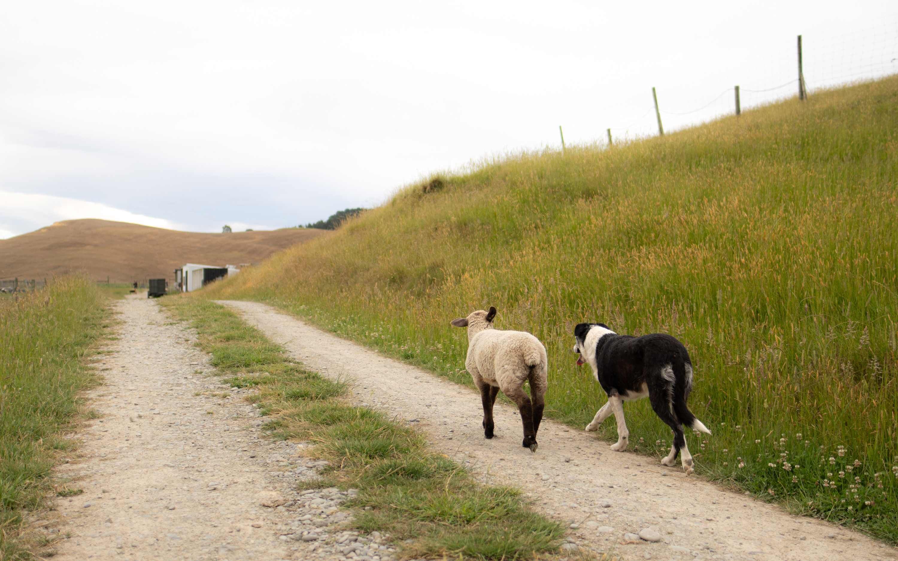 Een pad van aarde met een schaap en een hond erover, omgeven door grasvelden en een hek.