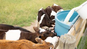 Un groupe de vaches se nourrissant dans une mangeoire bleue.