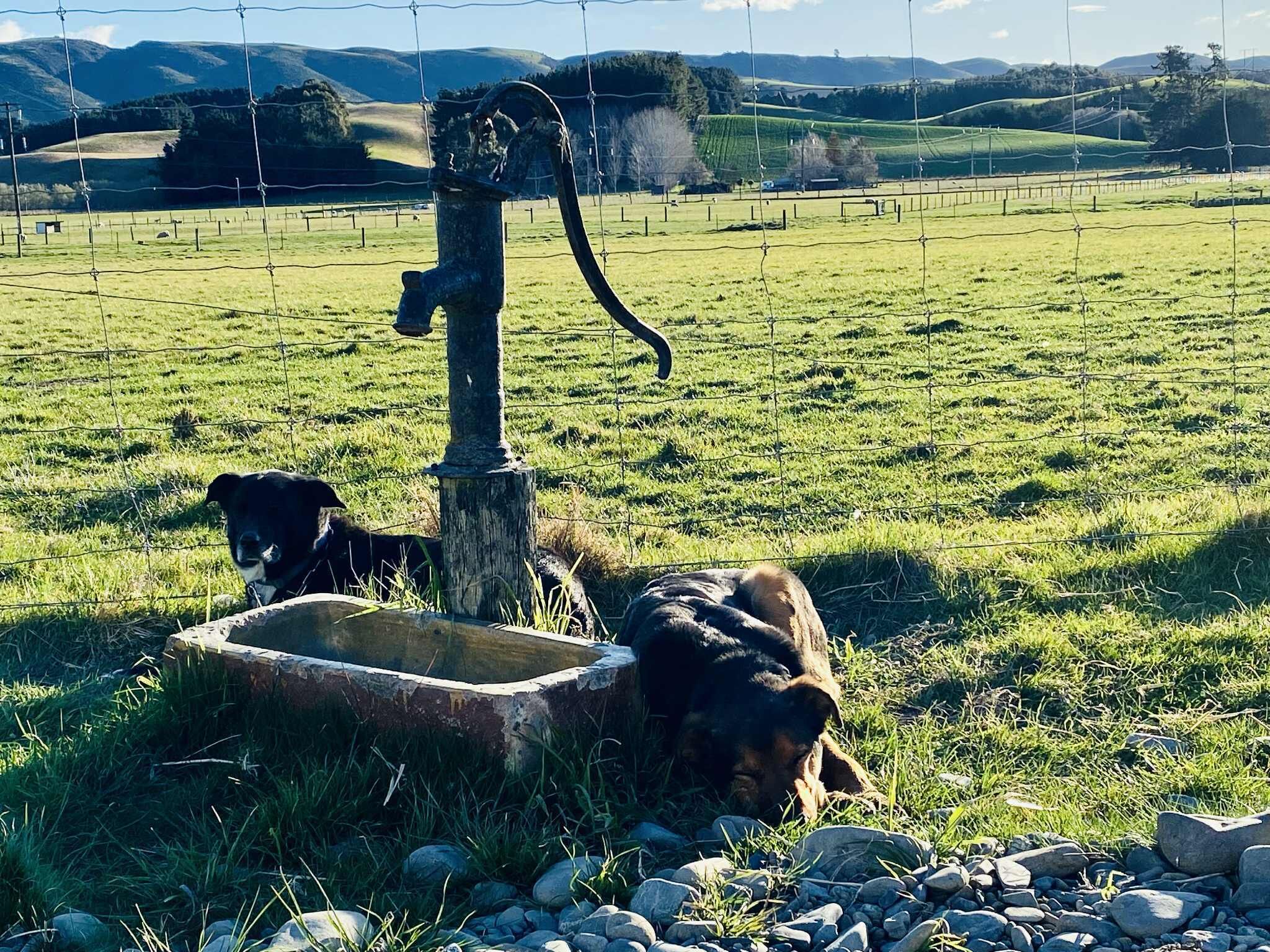 Animaux de compagnie acceptés