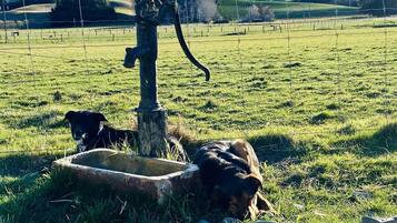 Aceita animais de estimação