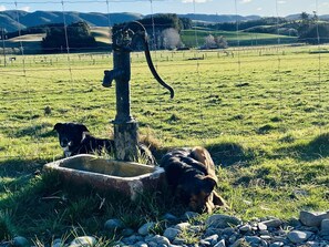 Aceita animais de estimação