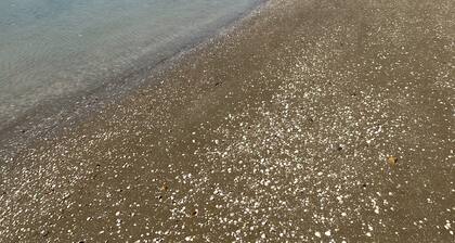 Hihi Pet Friendly Home