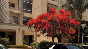 A parking area with two cars, a building with a modern design, and a tree with red flowers.