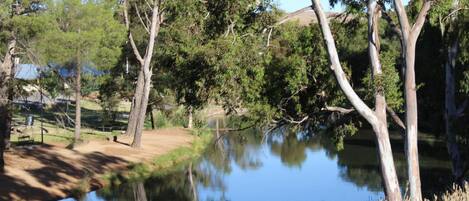 A tranquil outdoor setting with a pond surrounded by trees and a grassy area.