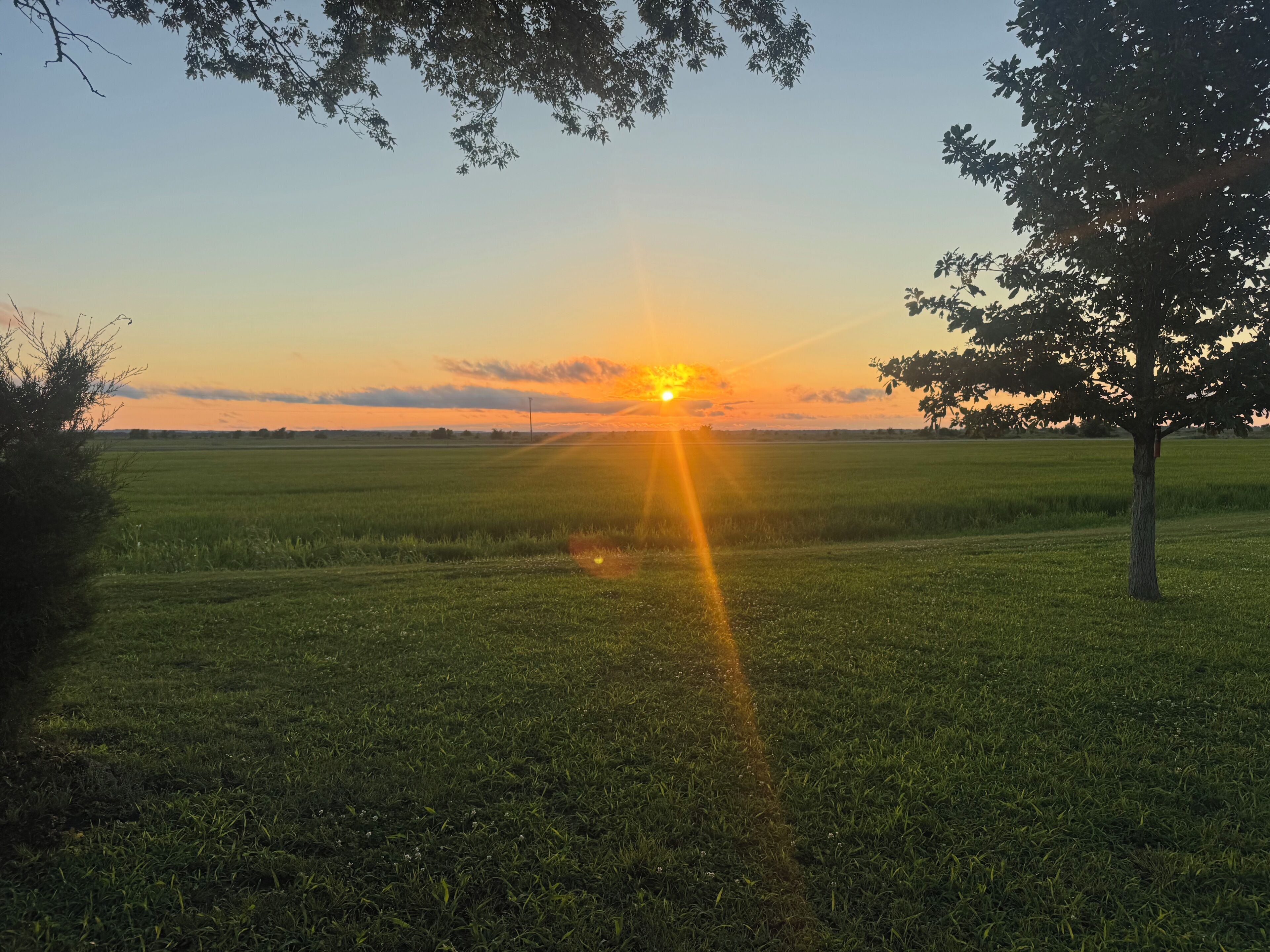 A sunset over a grassy field with a tree in the foreground.