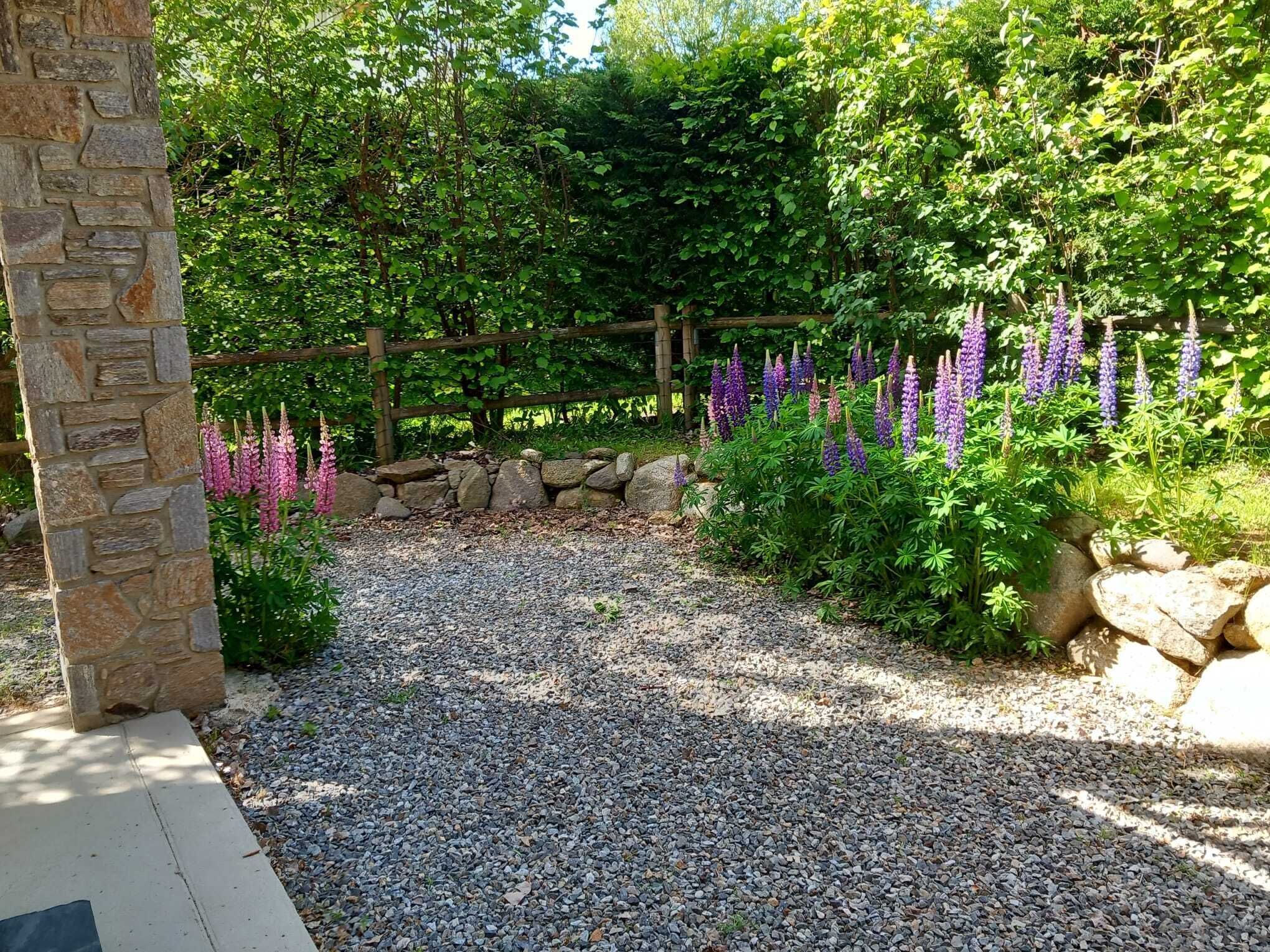 Un sendero en un jardín con grava, rodeado de abundante follaje y plantas en flor.