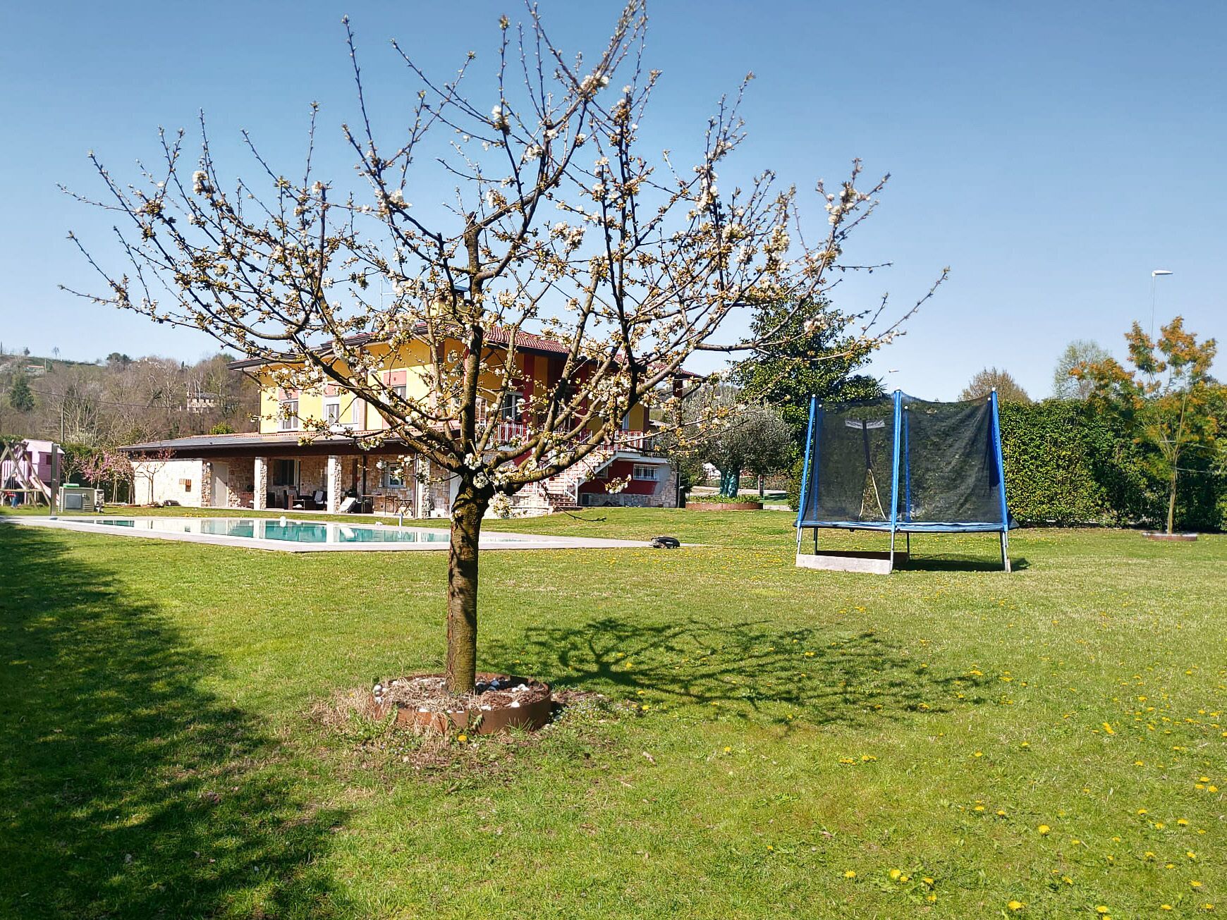 A tree in a grassy area with a pool and a house in the background.