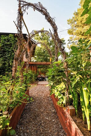 A garden pathway leading to a wooden structure with a bench, surrounded by plants and a pergola. - Midcentury Gem with Beautiful Outdoor Kitchen (Wheat Ridge)