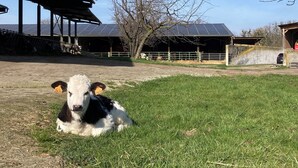 Una vaca echada sobre la hierba con un granero y paneles solares al fondo.