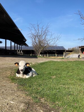 Property grounds - Bed and breakfast on the farm with breakfast included. (Porte du Ried)