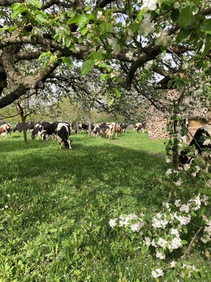 Miscellaneous - Bed and breakfast on the farm with breakfast included. (Porte du Ried)