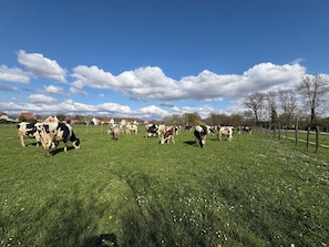 A rural landscape with cows grazing in a field, surrounded by houses and trees.