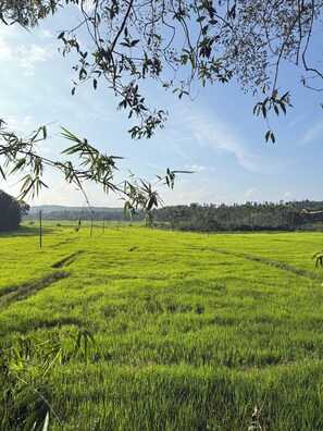 Miscellaneous - Stay in a 150-year-old heritage estate surrounded by coffee and paddy farms. (Panamaram)